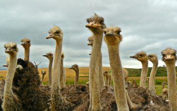The Ostrich Syndrome - Problem debt - Don't bury your head